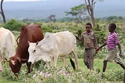 Livestock